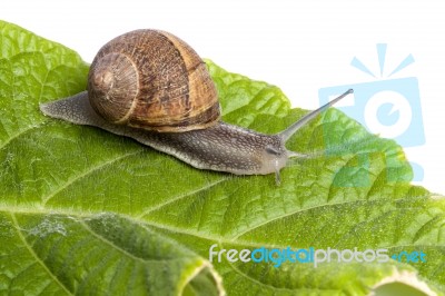 Snail On White Stock Photo