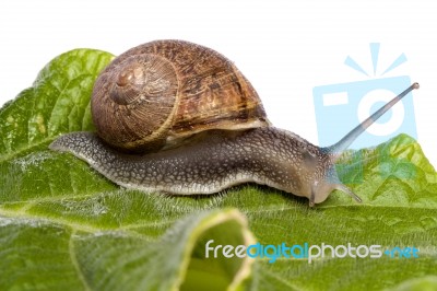 Snail On White Stock Photo