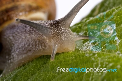 Snail On White Stock Photo