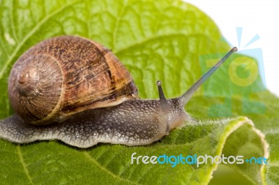 Snail On White Stock Photo