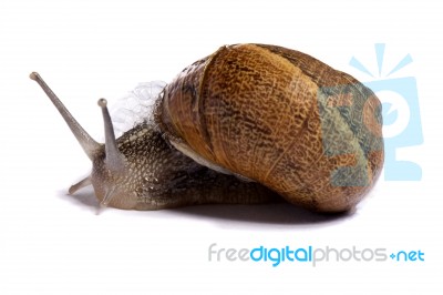 Snail On White Stock Photo