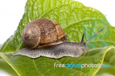 Snail On White Stock Photo