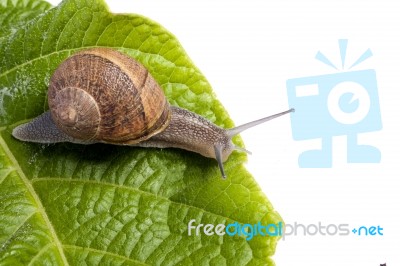 Snail On White Stock Photo