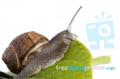 Snail On White Stock Photo