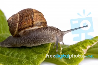 Snail On White Stock Photo