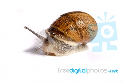 Snail On White Stock Photo