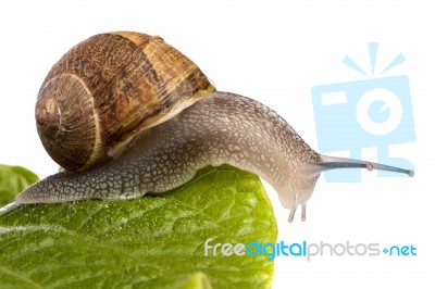 Snail On White Stock Photo