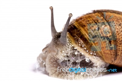 Snail On White Stock Photo