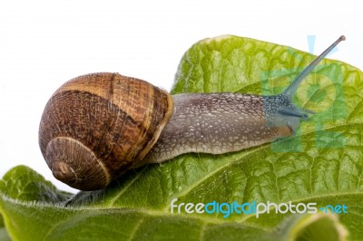 Snail On White Stock Photo