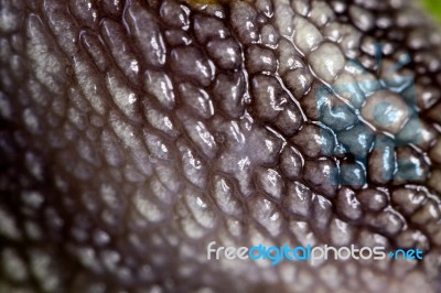 Snail Skin Stock Photo