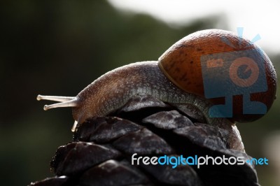 Snail Walking Stock Photo