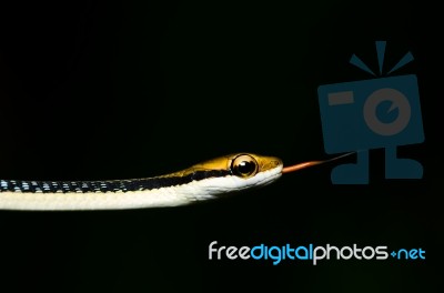 Snake Stock Photo