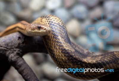 Snake In City Zoo Stock Photo