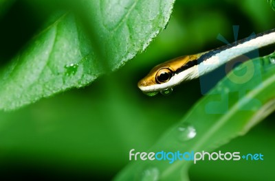 Snake In Green Nature Stock Photo