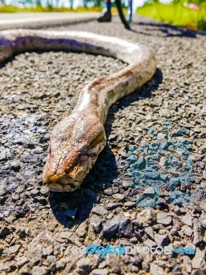 Snake On The Road Stock Photo