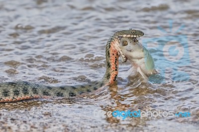 Snake River Natrix Reptil Stock Photo