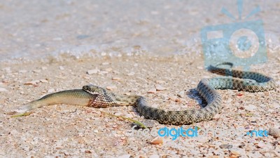 Snake River Natrix Reptile Stock Photo