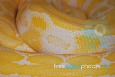 Snake Skin Stock Photo