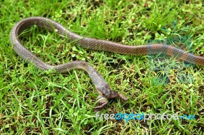 Snake Swallowing A Toad Stock Photo