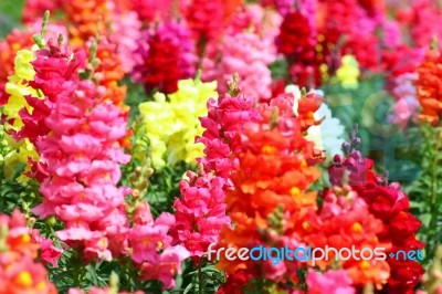 Snapdragon Flowers Stock Photo