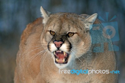 Snarling Cougar Stock Photo