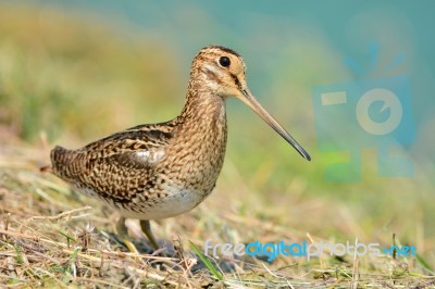 Snipe Bird Stock Photo