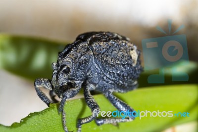 Snout Beetle Stock Photo