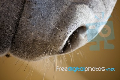 Snout Of A Donkey Stock Photo