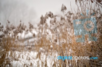 Snow And Frost On Cane On A Frozen River. Overcast Snowy Weather… Stock Photo