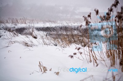 Snow And Frost On Cane On A Frozen River. Overcast Snowy Weather… Stock Photo