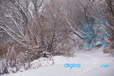 Snow And Frost On Cane On Trees. Overcast Snowy Weather Stock Photo