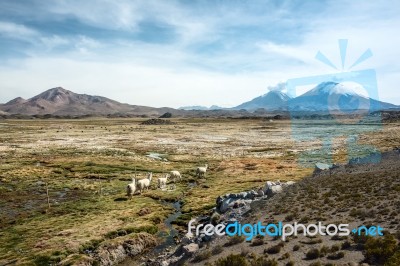 Snow Capped Parinacota Volcano, Lauca, Chile Stock Photo