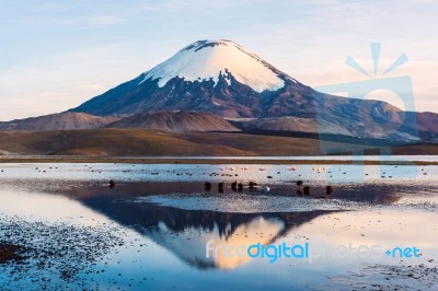 Snow Capped Parinacota Volcano Reflected In Lake Chungara, Chile… Stock Photo