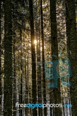 Snow Covered Pine Forest In Winter Dawn Light Stock Photo