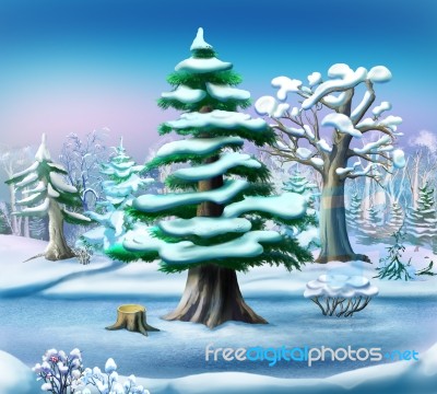 Snow-covered Pine Tree In A Winter Forest Stock Image