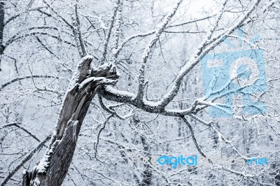 Snow-covered Trees In A Winter Day Stock Photo