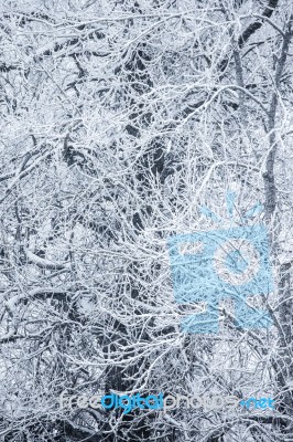 Snow-covered Trees In A Winter Day Stock Photo