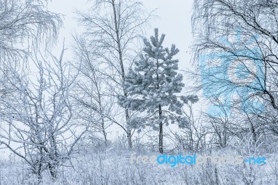 Snow-covered Trees In A Winter Day Stock Photo