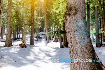 Snow Larch Forest With Sunlight And Shadows Beautiful Green Pine… Stock Photo