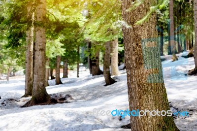 Snow Larch Forest With Sunlight And Shadows Beautiful Green Pine… Stock Photo