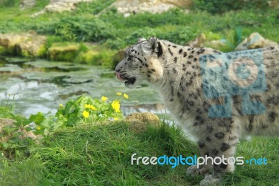 Snow Leopard Licking His Lips Stock Photo