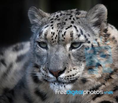 Snow Leopard (panthera Uncia) Stock Photo