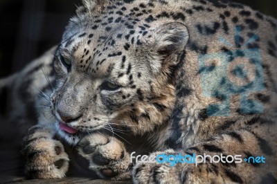 Snow Leopard (panthera Uncia) Stock Photo