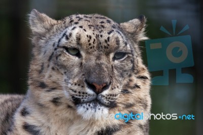 Snow Leopard (panthera Uncia) Stock Photo