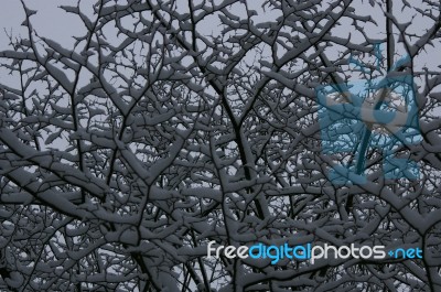 Snow On Branches Stock Photo