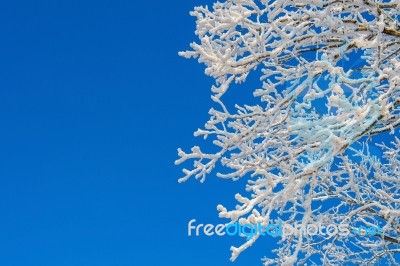 Snow On Tree,landscape In Winter Stock Photo