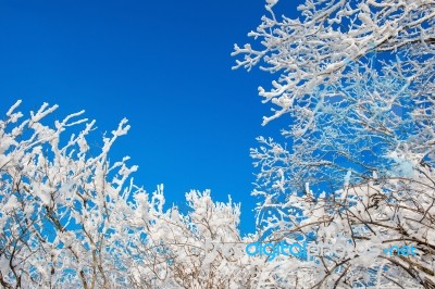 Snow On Tree,landscape In Winter Stock Photo