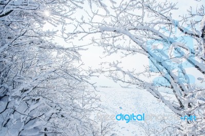 Snow On Tree,landscape In Winter Stock Photo