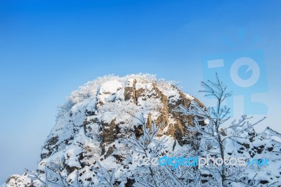 Snow On Tree,landscape In Winter Stock Photo