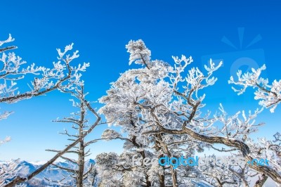 Snow Trees,seoraksan In Winter,korea Stock Photo